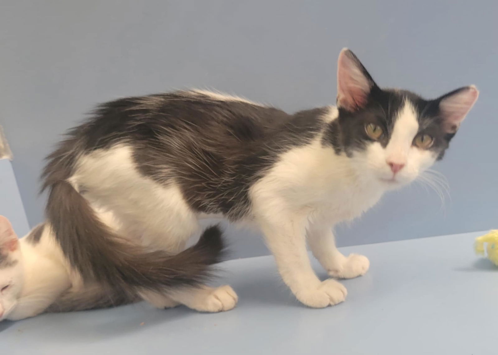 adoptable Cat in Martinez, CA named HOPE