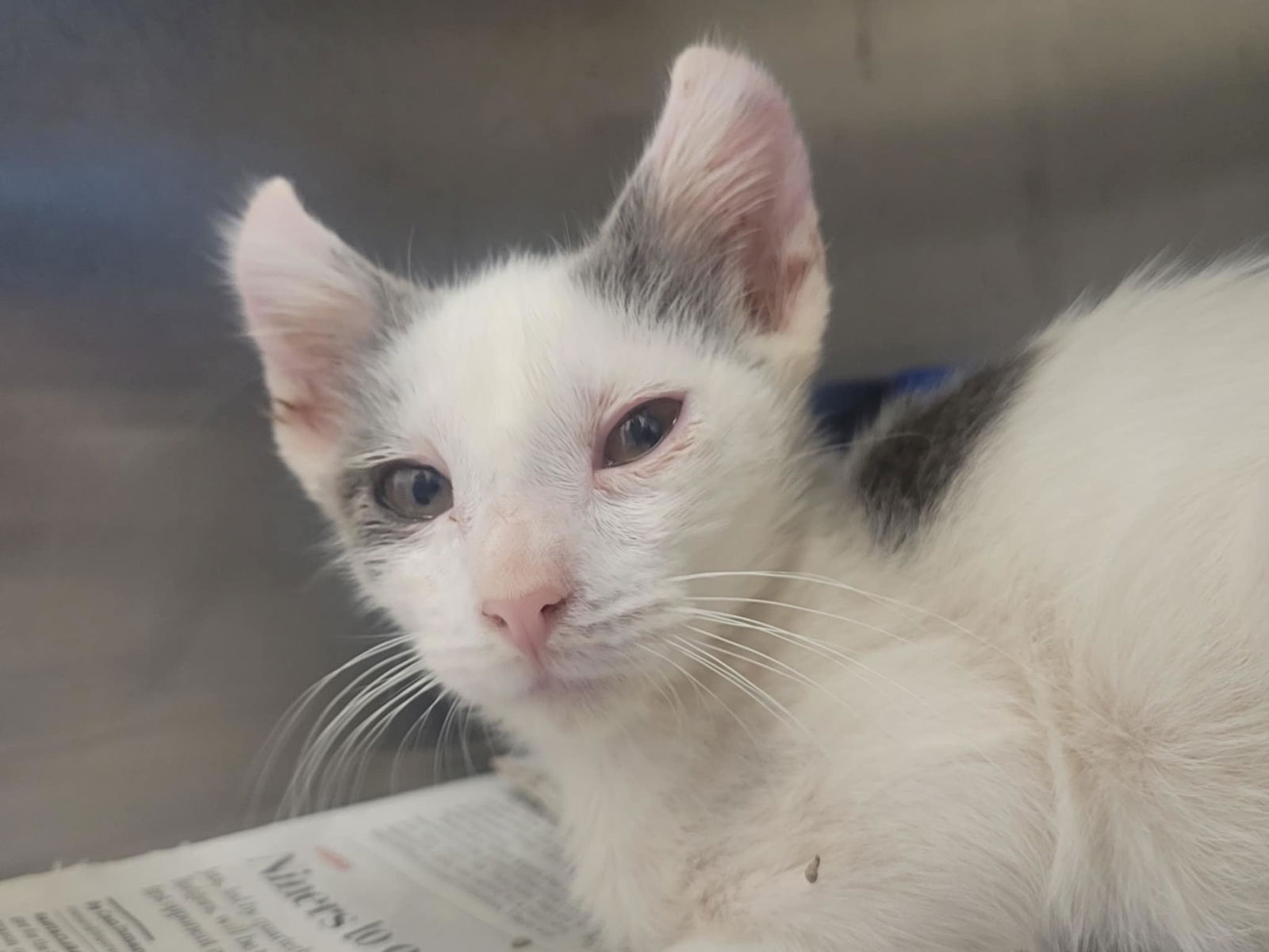 adoptable Cat in Martinez, CA named EMBER