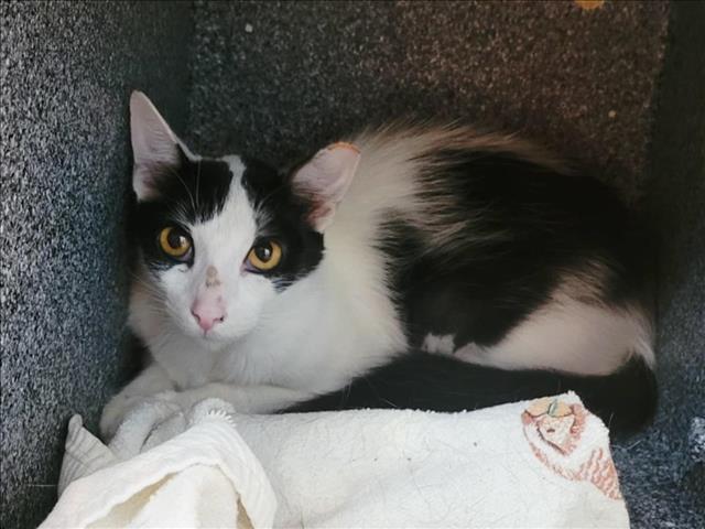 adoptable Cat in Martinez, CA named SIENNA