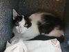 adoptable Cat in martinez, CA named SIENNA