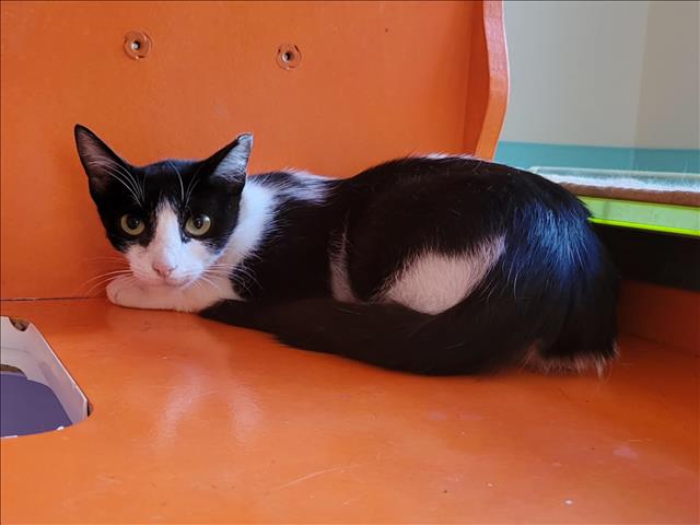 adoptable Cat in Martinez, CA named PIPER