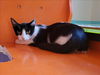 adoptable Cat in martinez, CA named PIPER