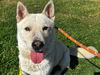 adoptable Dog in martinez, CA named KENAI