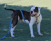 adoptable Dog in martinez, CA named SIRE