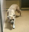 adoptable Dog in martinez, CA named MINDY