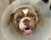 adoptable Dog in martinez, CA named MEATLOAF
