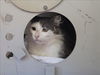 adoptable Cat in martinez, CA named AVA
