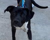 adoptable Dog in martinez, CA named PANCAKE