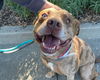 adoptable Dog in martinez, CA named SHIPLEY