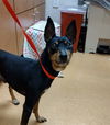 adoptable Dog in martinez, CA named DIPLOMAT