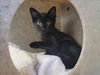 adoptable Cat in martinez, CA named MARINA