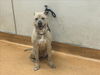 adoptable Dog in martinez, CA named MEADOW