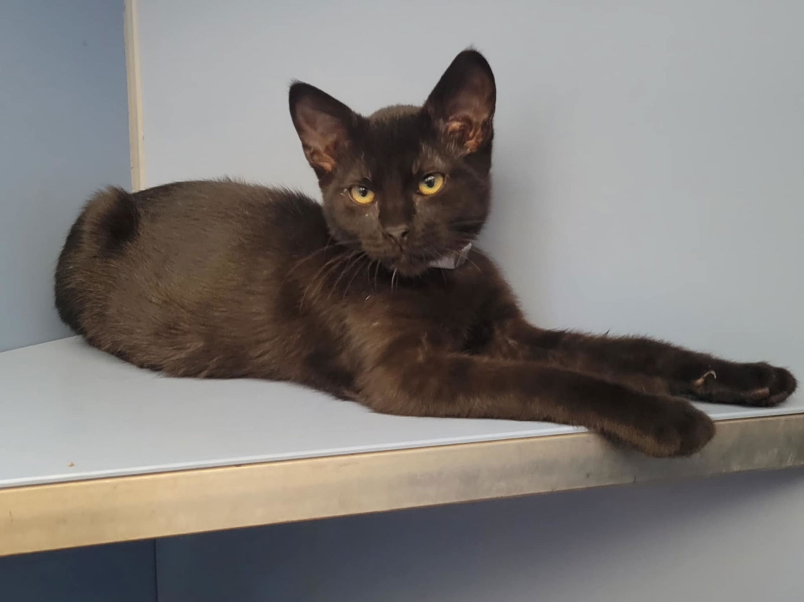 adoptable Cat in Martinez, CA named MIKEY