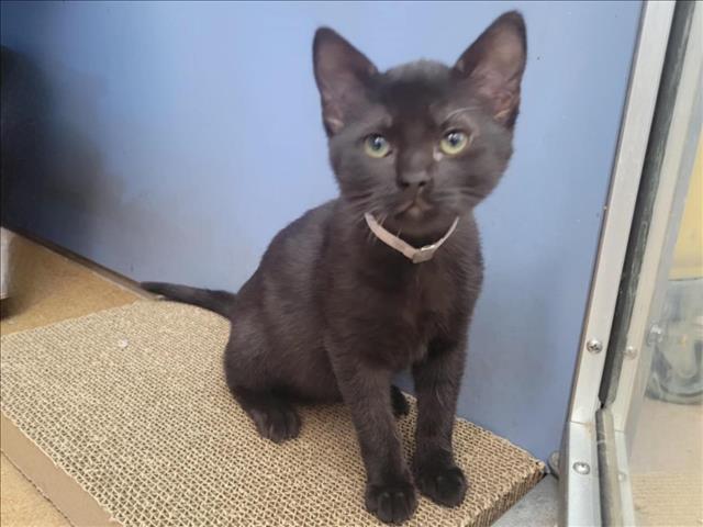 adoptable Cat in Martinez, CA named TIGGY