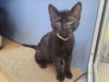 adoptable Cat in martinez, CA named TIGGY