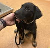 adoptable Dog in  named PARKER