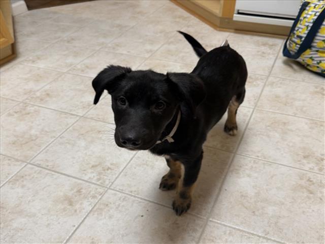 adoptable Dog in Martinez, CA named PARKER