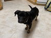 adoptable Dog in martinez, CA named PARKER