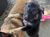 adoptable Dog in martinez, CA named BOSCOE