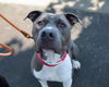 adoptable Dog in martinez, CA named PHIL