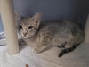 adoptable Cat in martinez, CA named TIKI