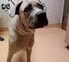 adoptable Dog in  named SKY