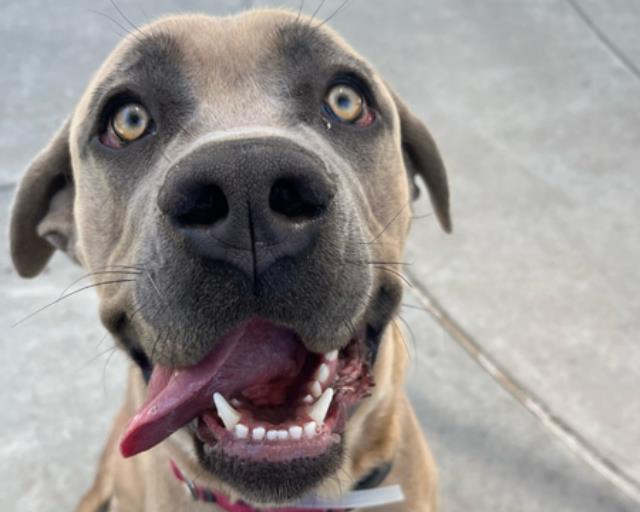 adoptable Dog in Martinez, CA named SKY