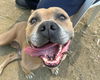 adoptable Dog in martinez, CA named CLYDE