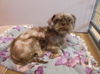 adoptable Dog in martinez, CA named ABBY