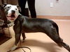 adoptable Dog in martinez, CA named HEIDI