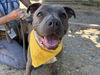 adoptable Dog in martinez, CA named NESSI