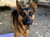adoptable Dog in martinez, CA named KARI