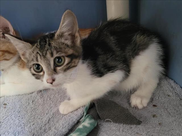 adoptable Cat in Martinez, CA named IKE