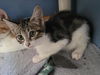 adoptable Cat in martinez, CA named IKE