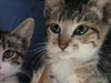 adoptable Cat in martinez, CA named JIMMY