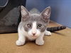 adoptable Cat in martinez, CA named JOHN