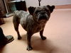 adoptable Dog in  named GRIZELDA