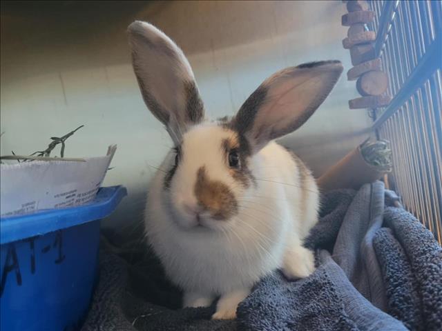 adoptable Rabbit in Martinez, CA named TAY