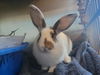 adoptable Rabbit in martinez, CA named TAY