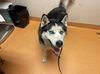 adoptable Dog in martinez, CA named FRANKLIN