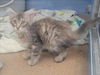 adoptable Cat in martinez, CA named TWIZZLER