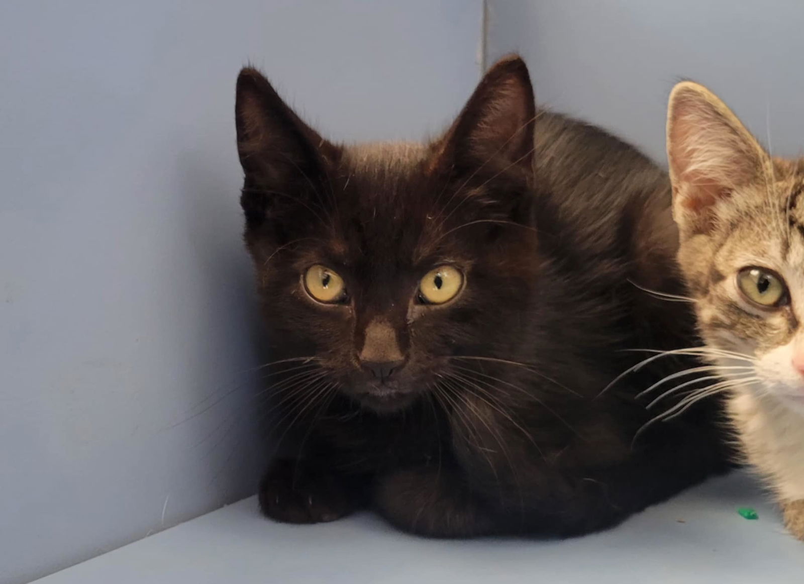 adoptable Cat in Martinez, CA named ATIMA