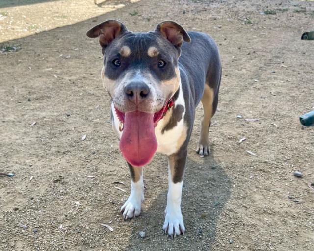 adoptable Dog in Martinez, CA named BEAU