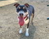 adoptable Dog in martinez, CA named BEAU