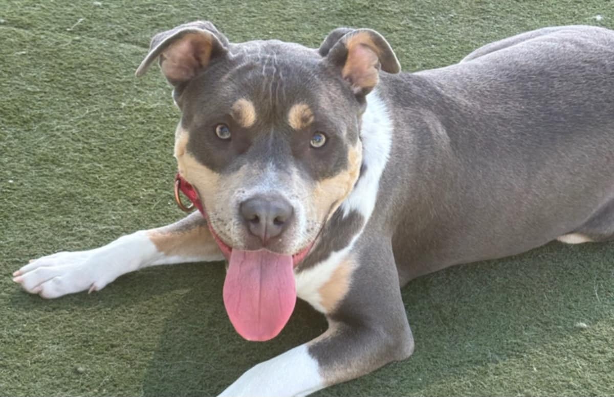 adoptable Dog in Martinez, CA named BEAU