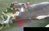 adoptable Dog in Martinez, CA named BEAU