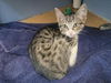 adoptable Cat in martinez, CA named RASPUTIN