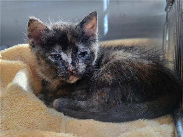 adoptable Cat in Martinez, CA named A1035123