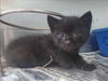 adoptable Cat in  named A1035124