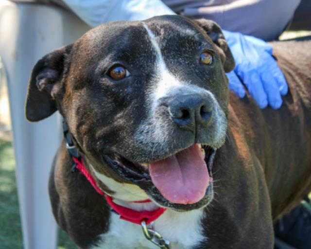 adoptable Dog in Martinez, CA named SHORTCAKE